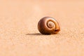 Br0wn sandy snail Royalty Free Stock Photo
