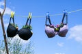 Bra pegged on a washing line with plants growing in them