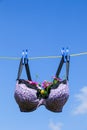 Bra pegged on a washing line with plants growing in them Royalty Free Stock Photo