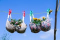 Bra pegged on a washing line with plants growing in them Royalty Free Stock Photo