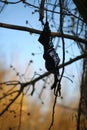 Bra / underwear mysteriously hanging on tree branches