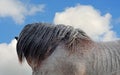 Brabant draf horse with blue sky Royalty Free Stock Photo