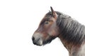Brabant draft horse Royalty Free Stock Photo