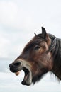 Brabant draft horse Royalty Free Stock Photo