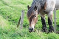 Brabant draft horse Royalty Free Stock Photo