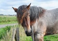 Brabant draft horse