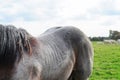 Brabant draft horse Royalty Free Stock Photo