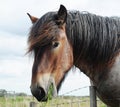 Brabant draft horse Royalty Free Stock Photo