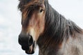 Brabant draft horse Royalty Free Stock Photo