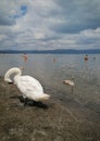 White swans and their cubs resting peacefully on the beach among people on Lake Bracciano in Italy