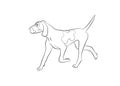 Bracco Italiano Dog. Vector outline stock illustration realistic lines silhouette for logo, print,tattoo, coloring book