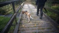 Bracco italiano out on a walk. Dog and owner on a walk over a bridge with running water under. The hound is looking curious Royalty Free Stock Photo