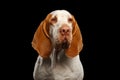 Bracco Italiano Pointer Dog on Black Background