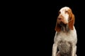 Bracco Italiano Pointer Dog on Isolated Black Background