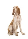 Bracco italiano sitting looking over its shoulder isolated on a