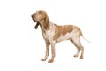 Bracco italiano standing seen from the side looking up isolated