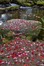 Rocks covered with moss, fallen maple leaves. Mountain river with a waterfall