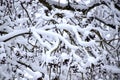 Brach covered with snow, white winter landscape Royalty Free Stock Photo