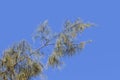 Branch details of an Australian pine