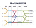 Brachial plexus shoulder nerves network medical division outline concept Royalty Free Stock Photo