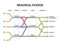 Brachial plexus shoulder nerves network medical division outline concept