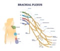 Brachial plexus structure as isolated shoulder nerves network outline concept Royalty Free Stock Photo