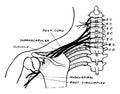 Brachial Plexus, vintage illustration Royalty Free Stock Photo