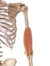 The brachialis