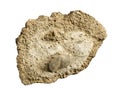 Brachiopod Fossil