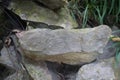 Shell fossils in fine-grain gray sandstone rock. Royalty Free Stock Photo