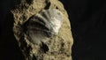 Brachiopod Fossil Rock from Permian