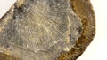 Brachiopod fossil on a turn table