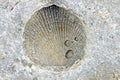 Brachiopod overhead stacked shell fossil