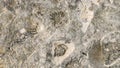Brachiopoda fossils on Baltic limestone