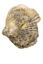 Brachiopoda fossils, jurassic animals