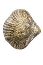 Brachiopoda fossils, jurassic animals