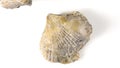 Brachiopoda fossils on turn table