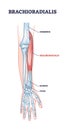 Brachioradialis muscle medical location with anatomical bones outline diagram