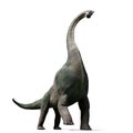 Brachiosaurus altithorax from the Late Jurassic 3d illustration isolated on white background