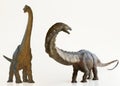 A Brachiosaurus Dinosaur Next to an Apatosaurus Royalty Free Stock Photo