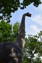 Brachiosaurus realistic model. Head close of dinosaur. Big model of prehistoric dinosaur Brachiosaurus in nature. Realistic