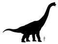 Brachiosaurus Royalty Free Stock Photo