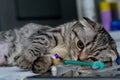 Brachycephalic cat sedated at the veterinary clinic, Scottish fold cat breed Royalty Free Stock Photo