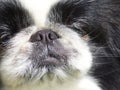 Brachycephalic dog Royalty Free Stock Photo