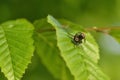 Brachycera pairing on a leaf