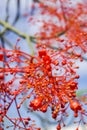 Brachychiton acerifolius