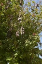 Brachychiton acerifolius branches with fruit and flowers