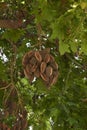 Brachychiton acerifolius tree with fruit