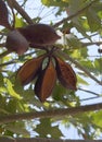 Brachychiton Australis fruit on tree