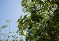 Brachychiton australis fruits, blue sky